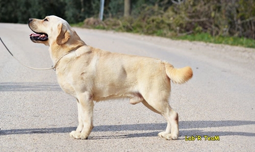 Labrador Retriever