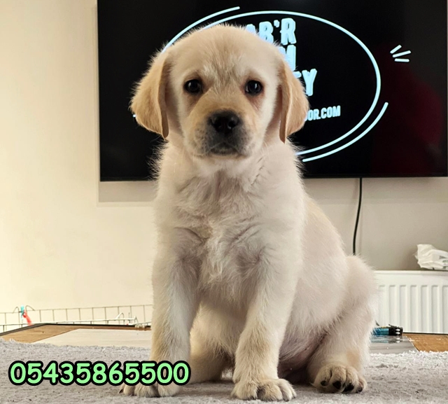 Satılık Yavru Labrador Retriever